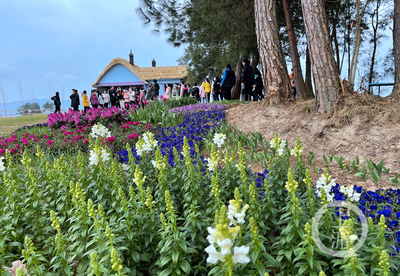 走進林下“花花世界”，體驗鄉村版“安徒生童話”的禮品花卉銷售之旅