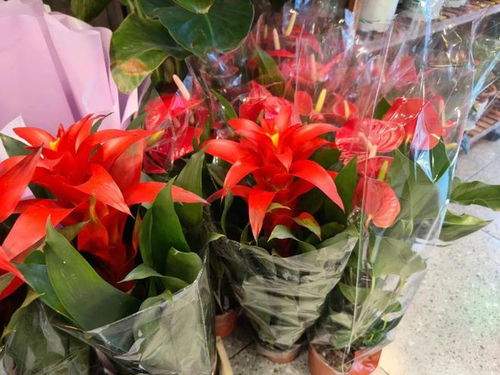 年銷花卉為春節添彩，禮品花卉市場綻放新春