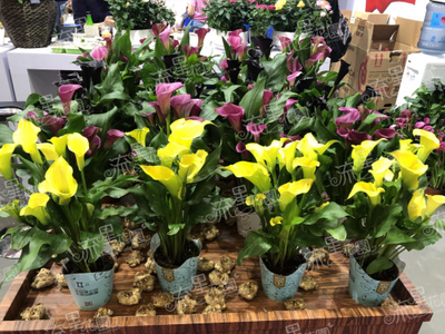 流星花園花卉 一站式連鎖品牌，為你掃除禮品花卉銷售創(chuàng)業(yè)障礙