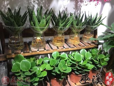 健康過(guò)元宵，綠色植物成禮品“新寵”