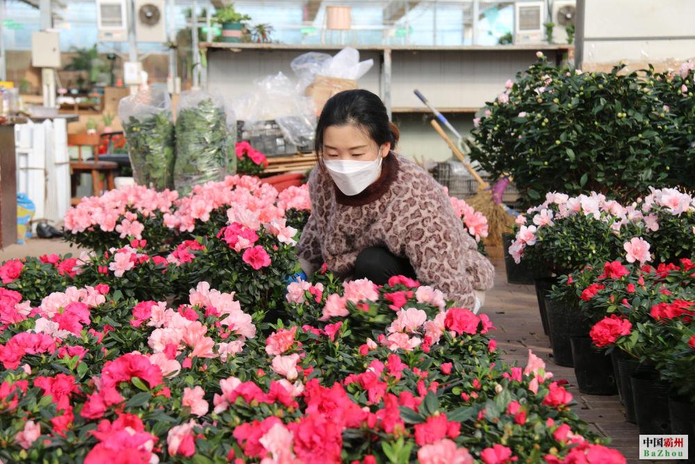 新春花市“年味兒”濃 禮品花卉銷售迎來(lái)“春天”
